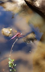 Trithemis persephone