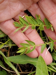 Polemonium occidentale occidentale