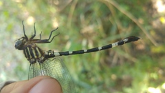 Phyllogomphoides suasus