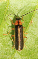 Rhagonycha