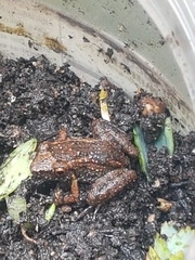 Eleutherodactylus planirostris