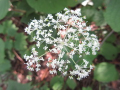 Spuriopimpinella brachycarpa