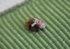 Clastoptera octonotata