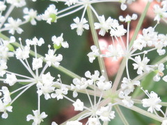 Spuriopimpinella brachycarpa