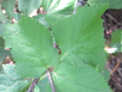 Spuriopimpinella brachycarpa