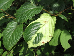 Actinidia kolomikta
