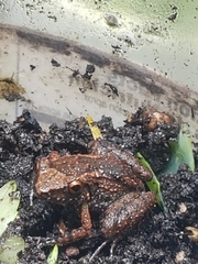 Eleutherodactylus planirostris