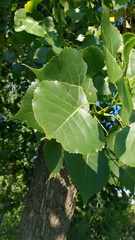 Populus deltoides