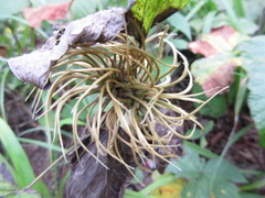 Clematis fusca