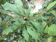 Berberis amurensis