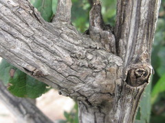 Berberis amurensis