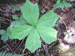 Rodgersia podophylla