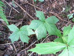 Rodgersia podophylla