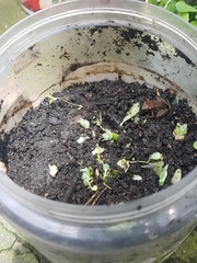 Eleutherodactylus planirostris