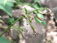 Parasenecio