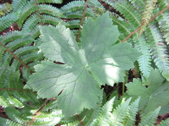 Aconitum pseudolaeve