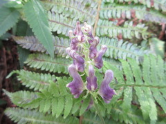 Aconitum pseudolaeve