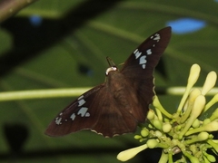 Nascus phocus
