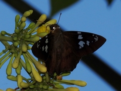 Nascus phocus