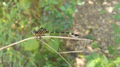 Phyllogomphoides suasus