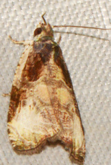 Olethreutes inornatana