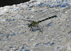 Stylogomphus albistylus