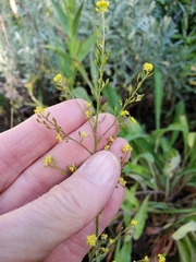 Descurainia californica