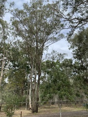 Eucalyptus fibrosa