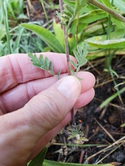 Descurainia californica