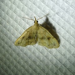 Phalaenostola eumelusalis