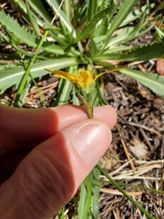 Pyrrocoma apargioides