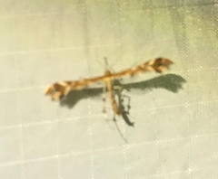 Amblyptilia pica
