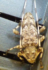 Acanthocinus obsoletus
