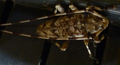 Acanthocinus obsoletus