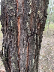 Eucalyptus fibrosa