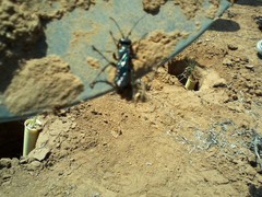 Chlorion aerarium
