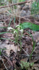 Triphora trianthophoros trianthophoros