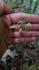 Triphora trianthophoros trianthophoros