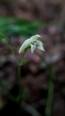 Triphora trianthophoros trianthophoros