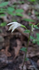 Triphora trianthophoros trianthophoros