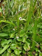 Micranthes odontoloma