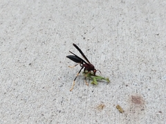 Polistes annularis