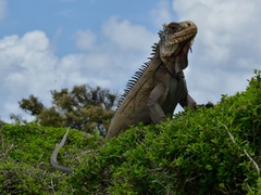 Iguana delicatissima