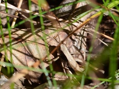 Chloealtis conspersa