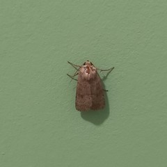Hoplodrina
