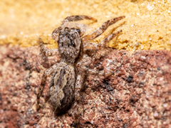 Platycryptus undatus