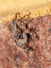 Platycryptus undatus