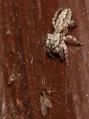 Platycryptus undatus