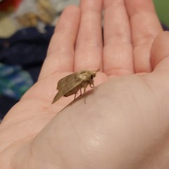 Hoplodrina