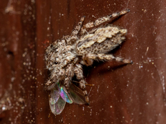 Platycryptus undatus